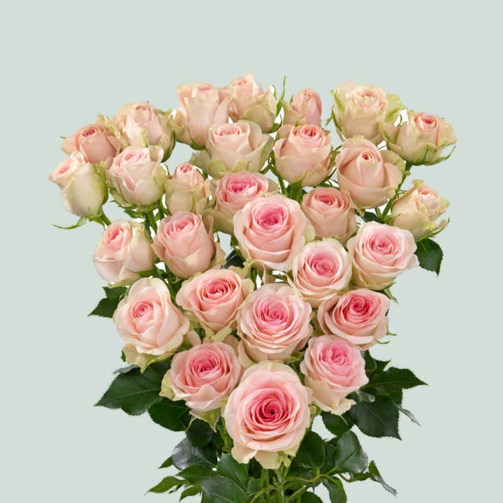 Pink Rose Good Mood (Spray) (10 Stems) for wholesale on Faire