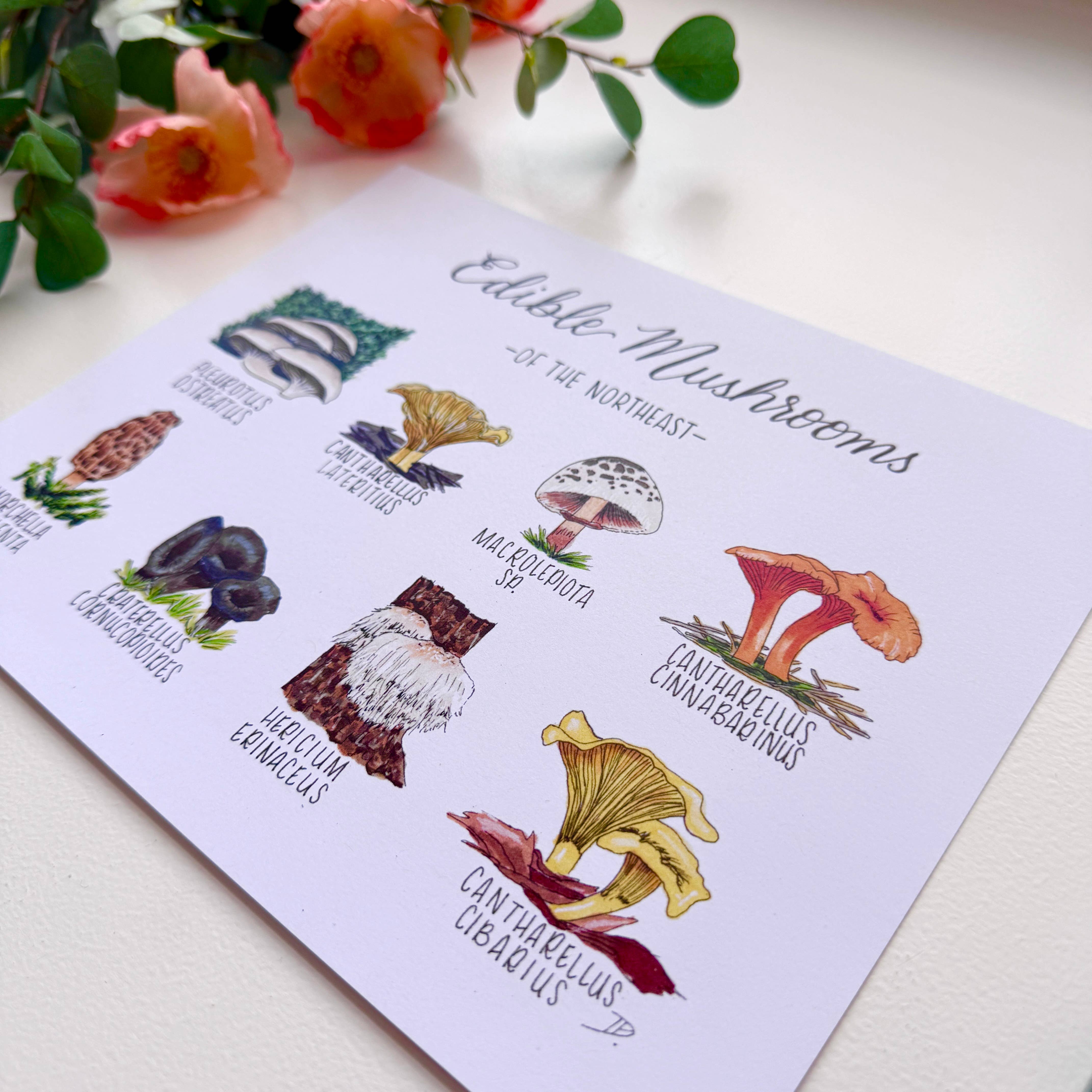 D. Prince Designs - Wholesale Art Print - Edible Mushrooms of the Northeast | Recycled Paper Print2