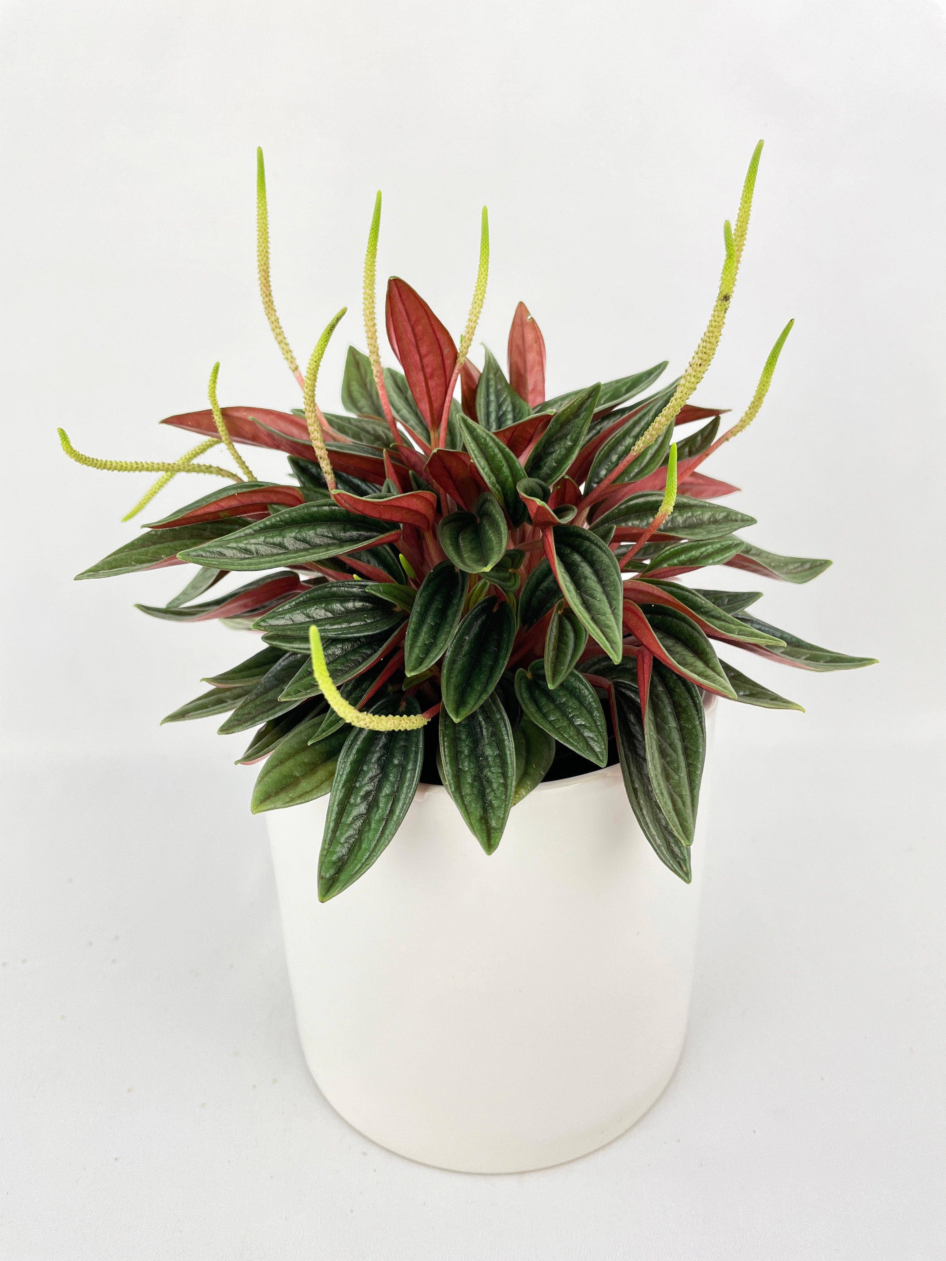 Bumble Plants - Wholesale Live Plant - Peperomia Rosso0