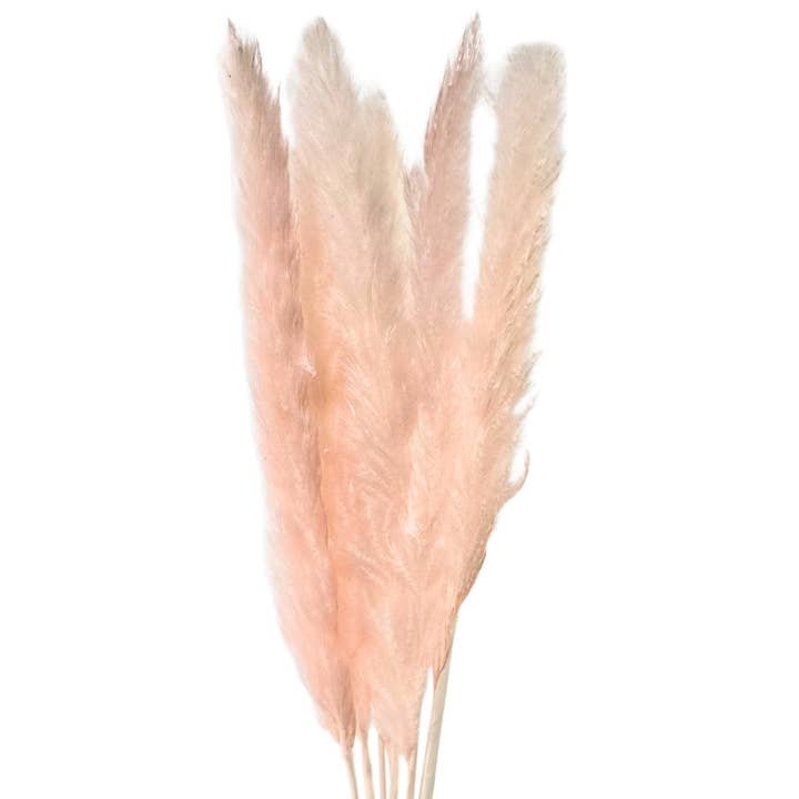 Botanico Ltd. - Wholesale Dried/pressed flowers - Mini Pampas Grass3