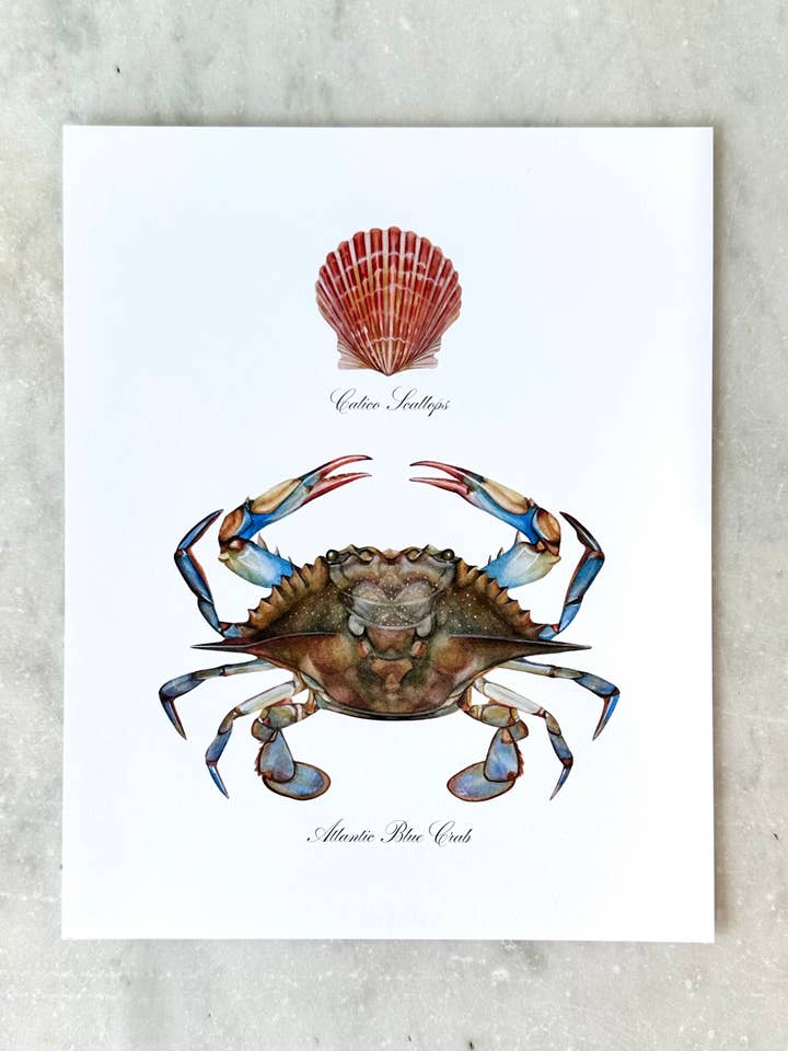 Crab + Scallop Modern Art Print | Coastal Watercolor Art for wholesale by Gilded Palms