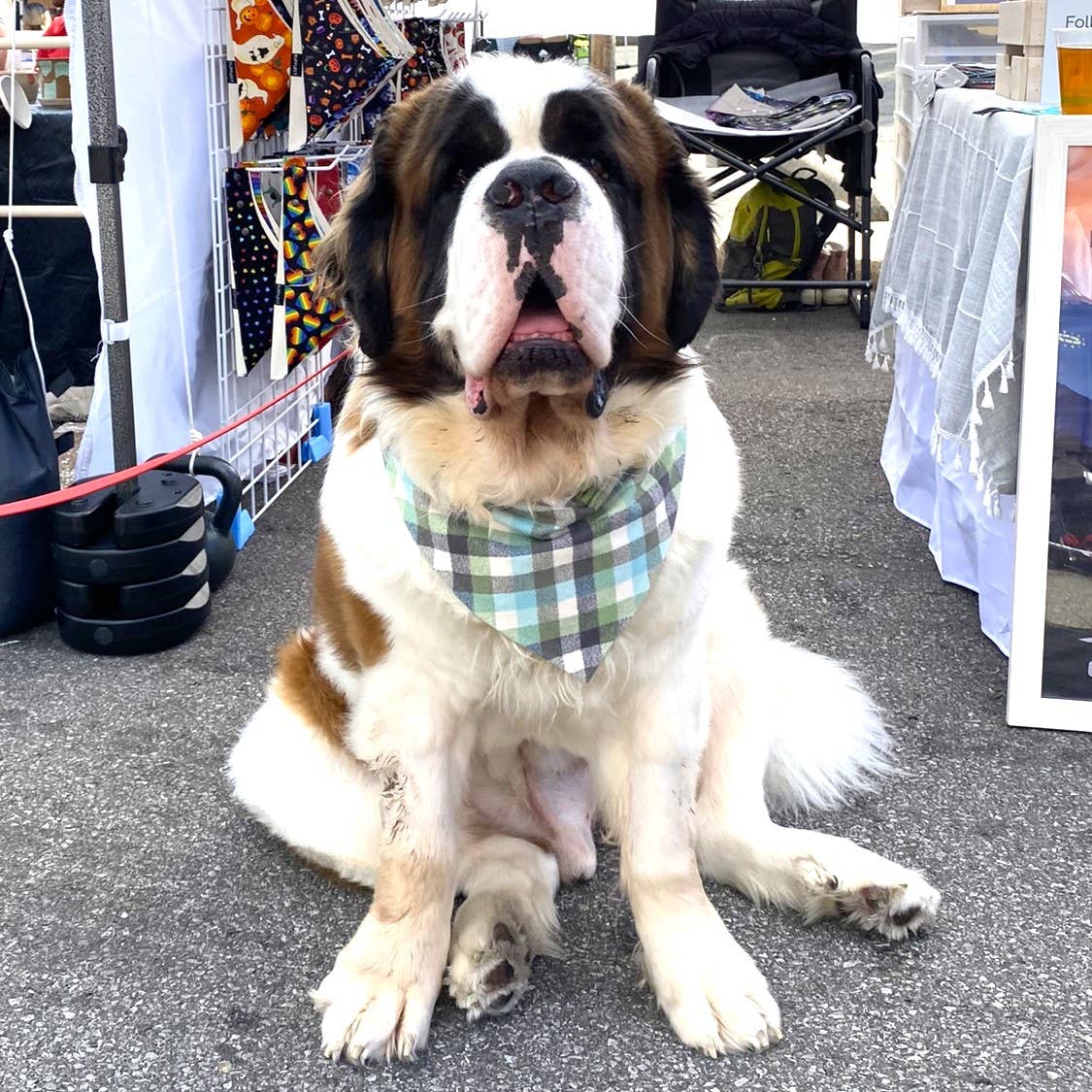 RUFFLECT Dog Bandanas - Vente Bandana – chien - Bandana pour chien RUFFLECT® en flanelle à carreaux Seaglass6