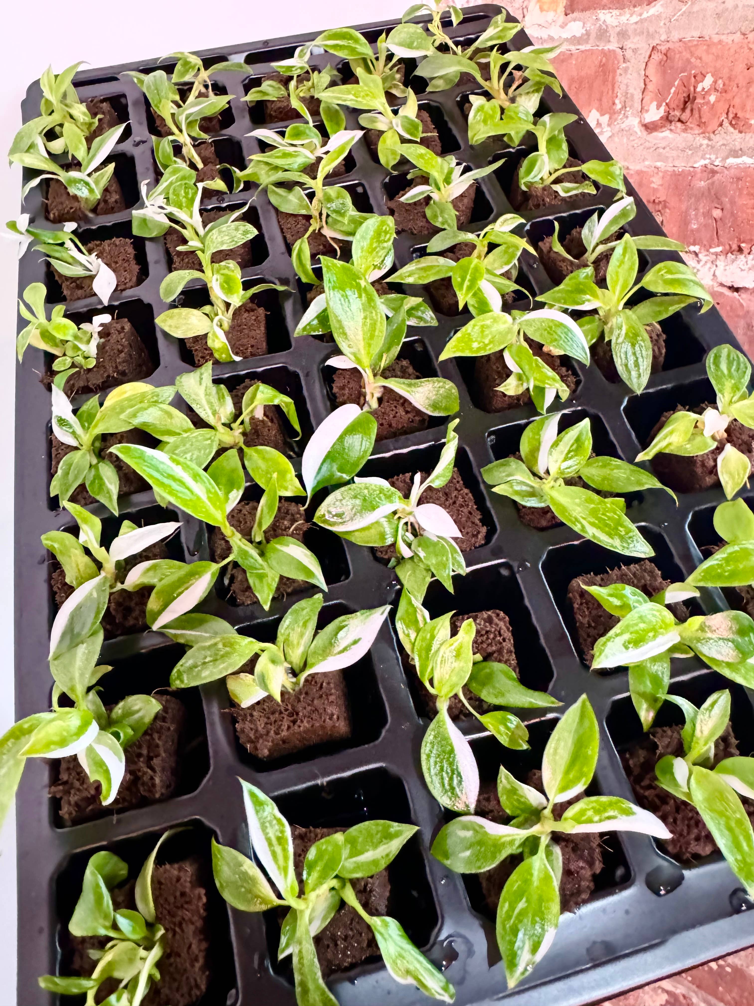 PlantTheStudio - Wholesale Live Plant - Philodendron White Princess Starter Plant1