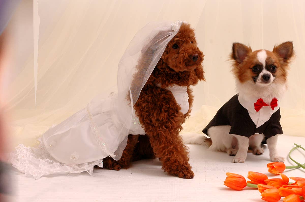 Pooch Outfitters - Wholesale Pet Costume - Dog - Ruff Ruff Tux2