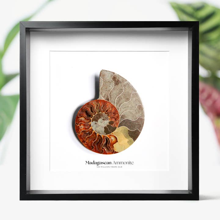 Polished Madagascan Ammonite Dinosaur Fossil Box Frame for wholesale by Curated Studio