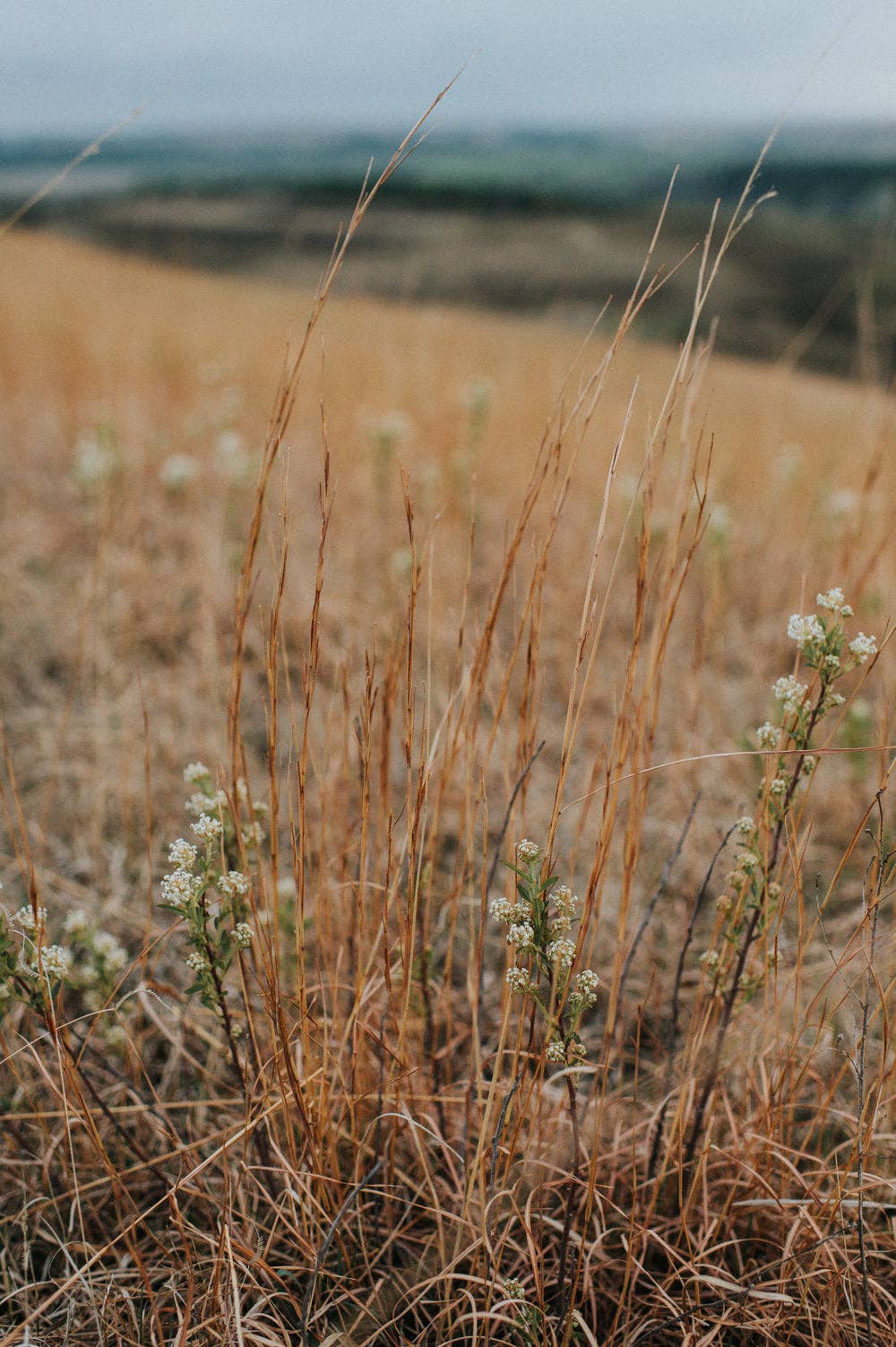 Sierra Winter Jewelry - Wholesale Dangle Earrings - Bluestem Earrings - Silver3