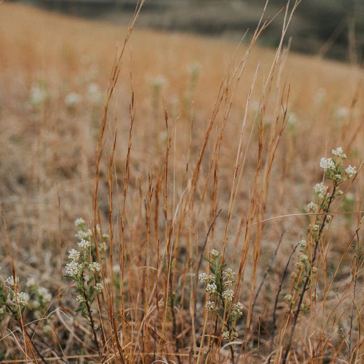 Sierra Winter Jewelry - Wholesale Dangle Earrings - Bluestem Earrings - Silver3