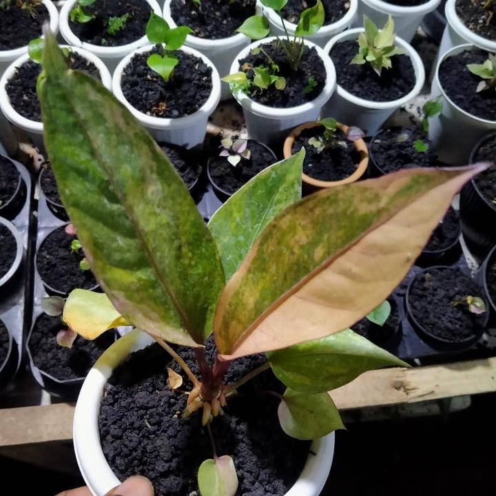 Anthurium hookeri black pink form variegated | Rare Houseplant for wholesale by OrchidBox