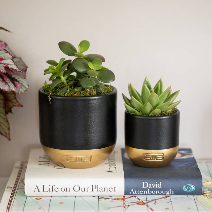 The Little Botanical – wholesale Succulent – Miranda22