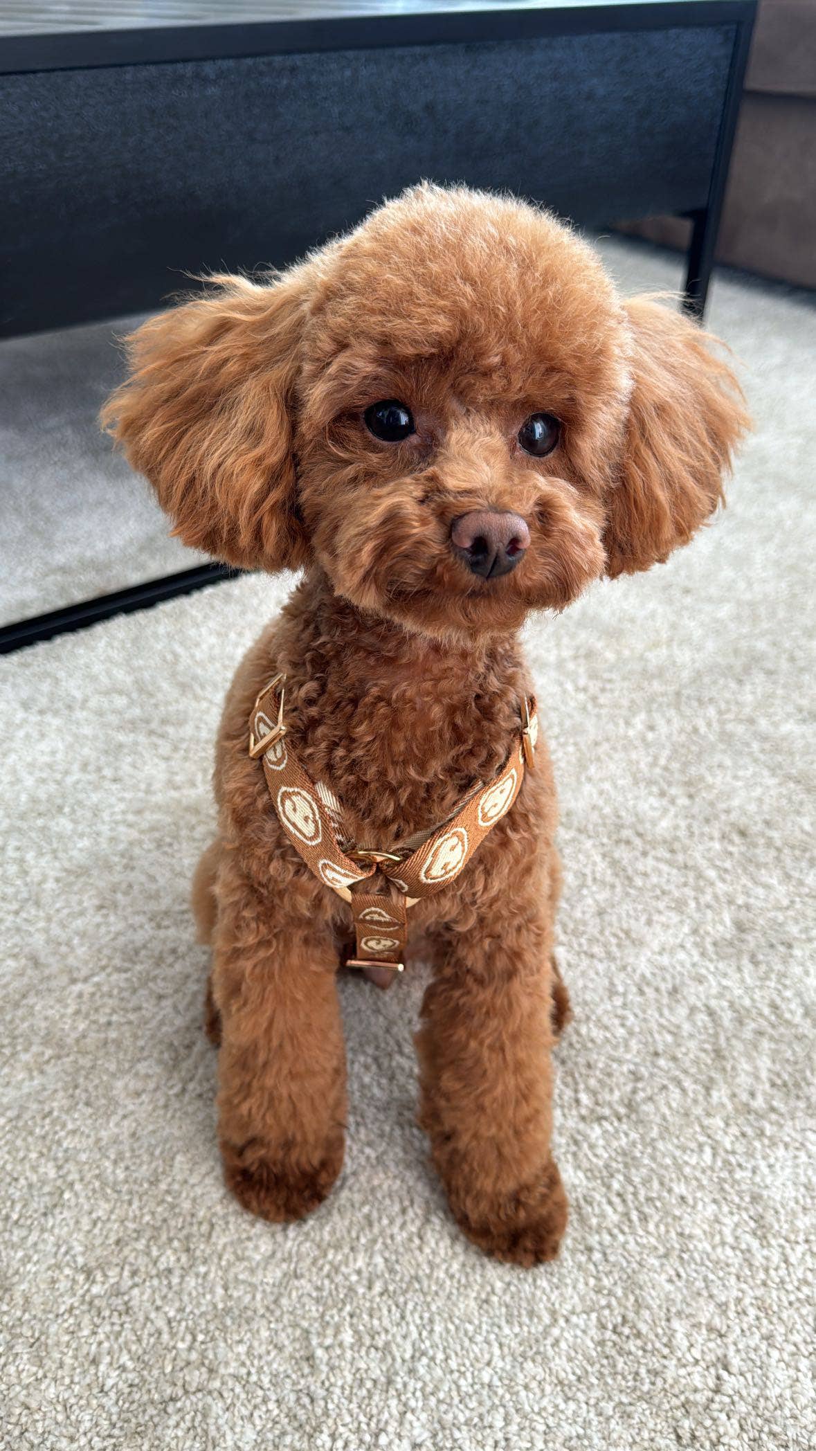 Furmey - Wholesale Pet Harness - Dog - Furmey Nez Dog Y-Harness Latte Brown3