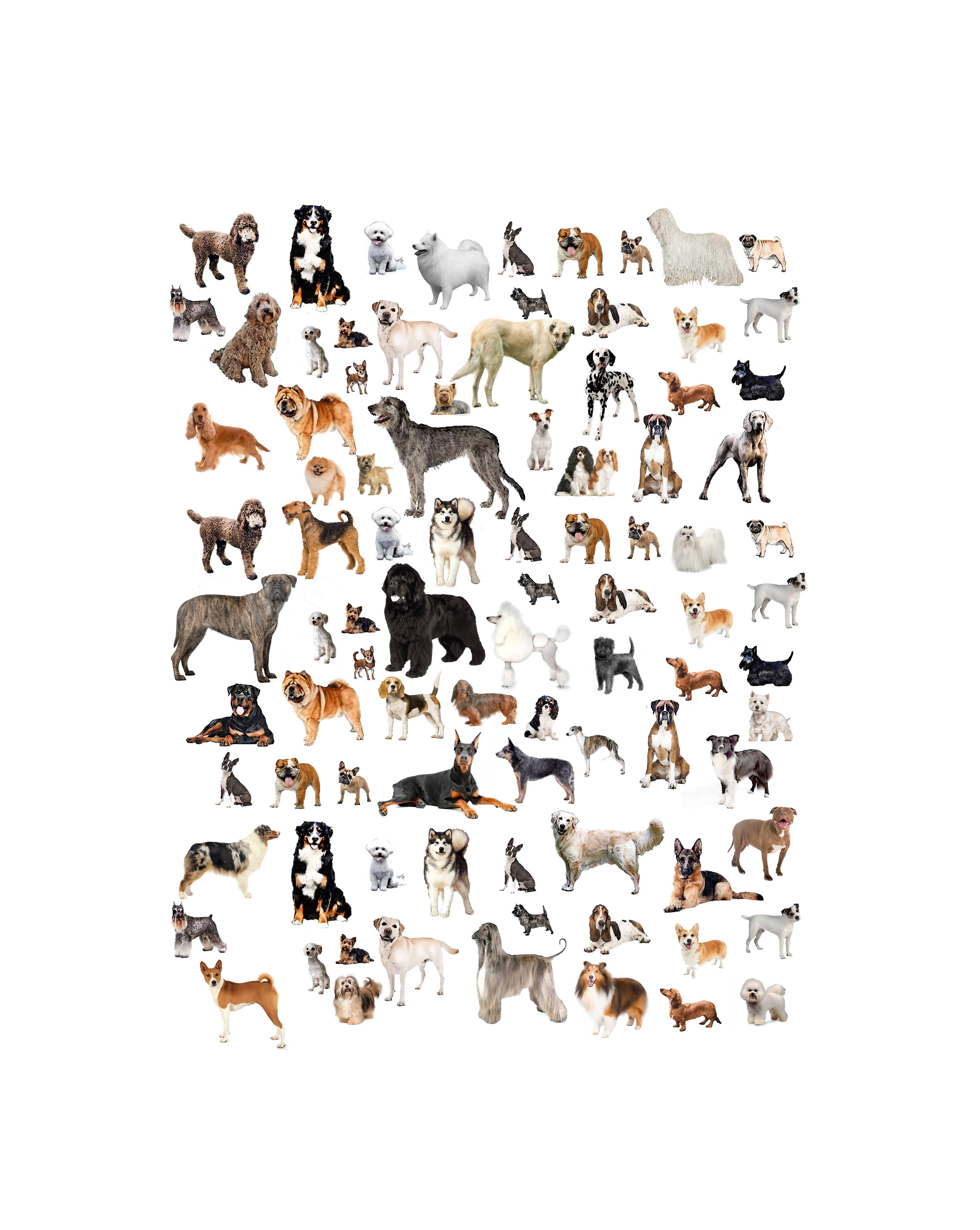 Alphie and Ollie - Wholesale Tea Towel - dogs 100% cotton floursack kitchen towel 18 x 24 inches1