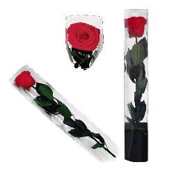 La Rose Preserved Beauty – wholesale Artificial flowers – Long Stem Rose | Eternal Beauty0