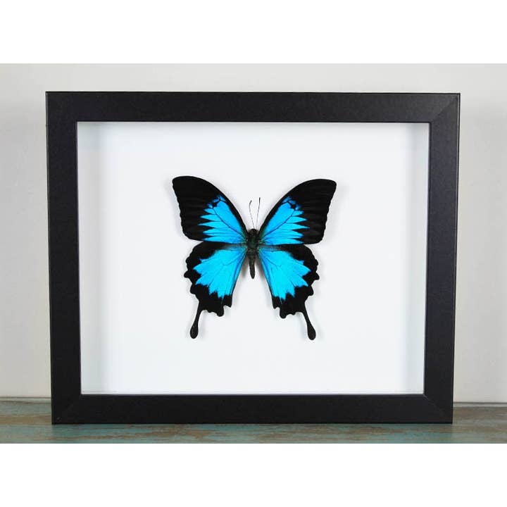 Newman Art Designs - Vente Décoration murale - Cadre Papilio Ulysses en forme de papillon