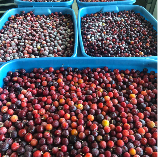 Josephine's Feast - Wholesale Preserves - AAward Winning Wild Foraged Beach Plum Preserves7