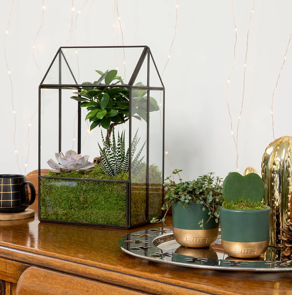 The Little Botanical - Wholesale Live Plant - Hoya Kerrii (Single Heart) 💚21