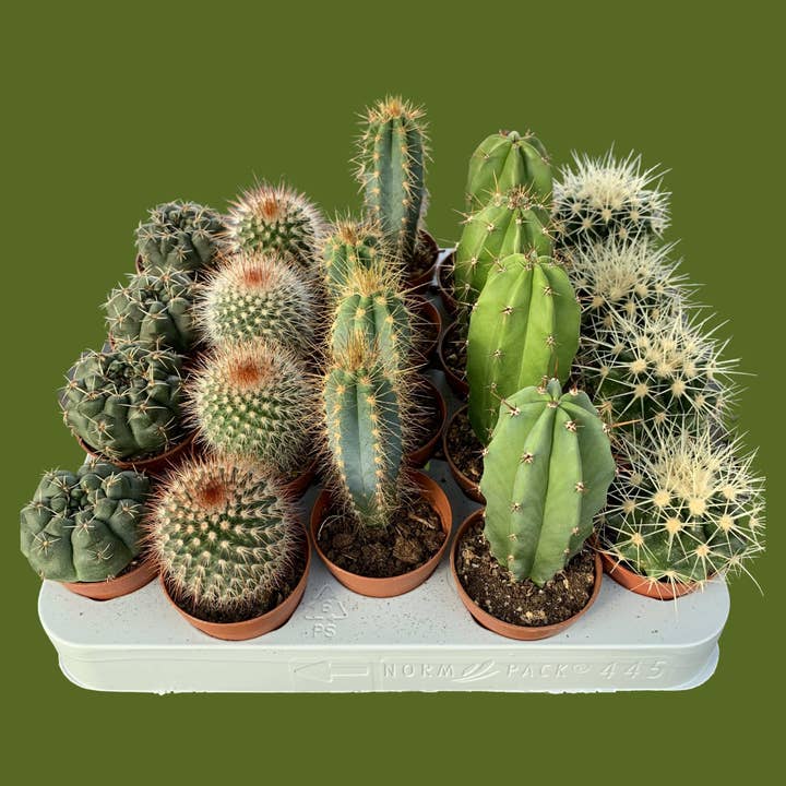 British Grown 5.5cm Cacti Mix – Case of 30 for wholesale by The Little Botanical