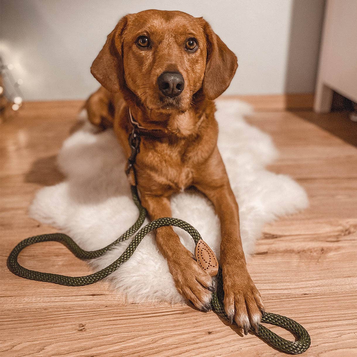 ne&no - Wholesale Pet Leash - Dog - ne&no® Design City Leash from Rope – 120 cm - fixed Dog Leash19