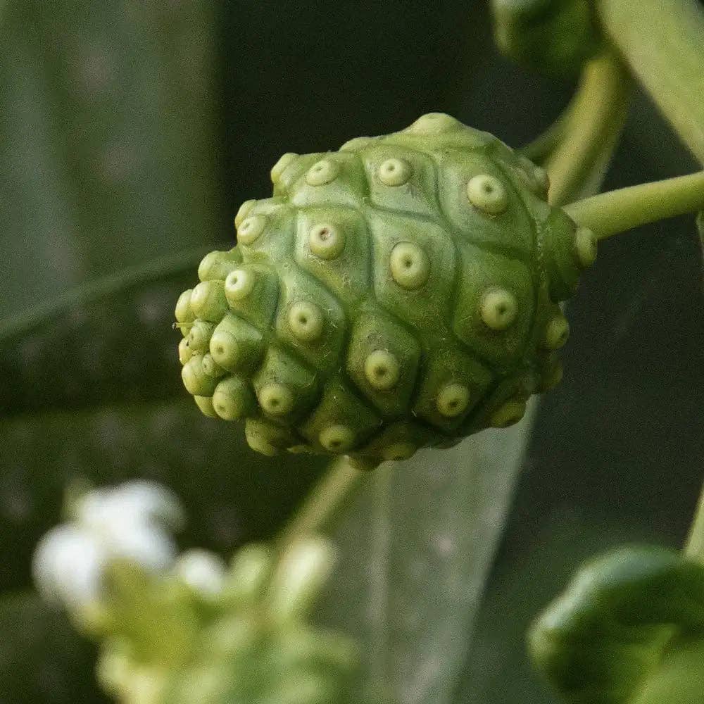 SKEEN - Wholesale Facial Toner - CELIMAX The Real Noni Moisture Balancing Toner 150ml4