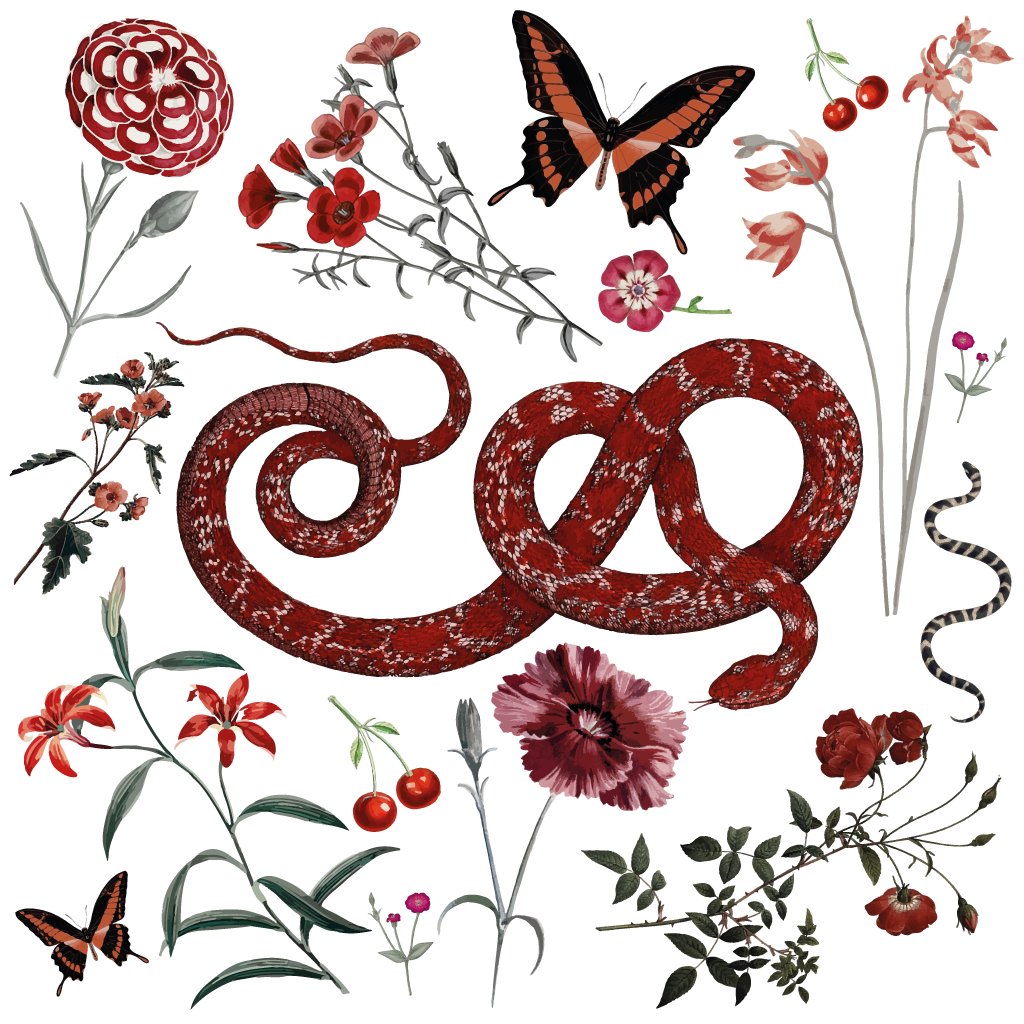 Kapris - Wholesale Temporary Tattoo - Tatouages temporaires - WILD RED20