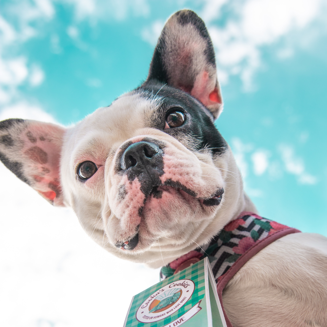 Belpharmed bv: Cooka's Cookies & Sensidog - Wholesale Pet Treats - Dog - Chicken Love - Natural Dog Treats6