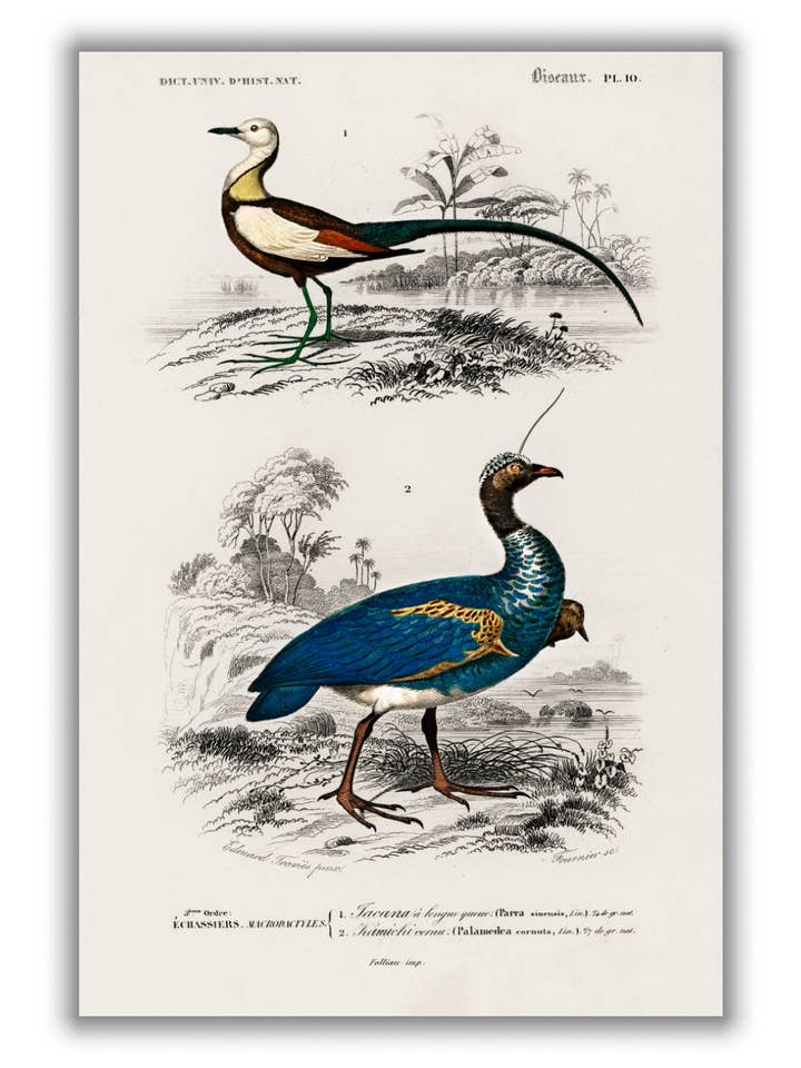 Natural History - Different types of Birds 2 for wholesale by Stanley Print House