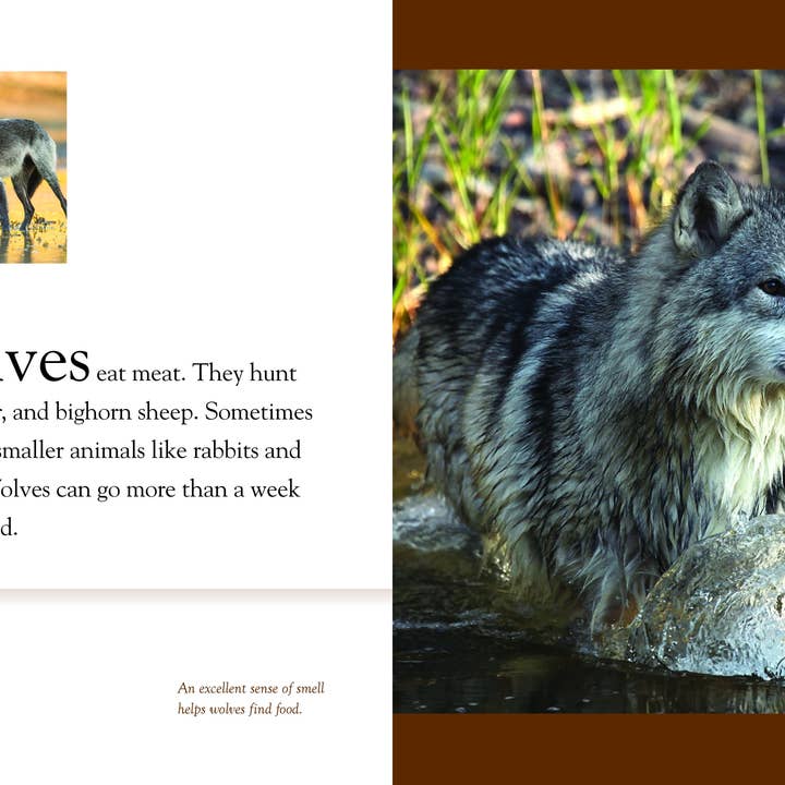 The Creative Company - Wholesale Nature & Outdoors - Amazing Animals: Wolves