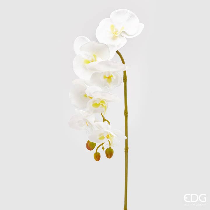 ORCHIDEE PHAL.OLISRAMO voor wholesale door edg