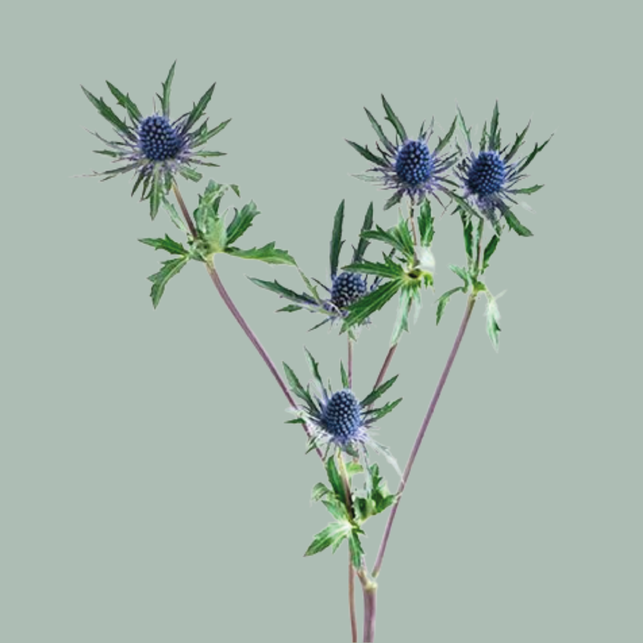 Blue Eryngium Orion Questar (Thistle) for wholesale on Faire0