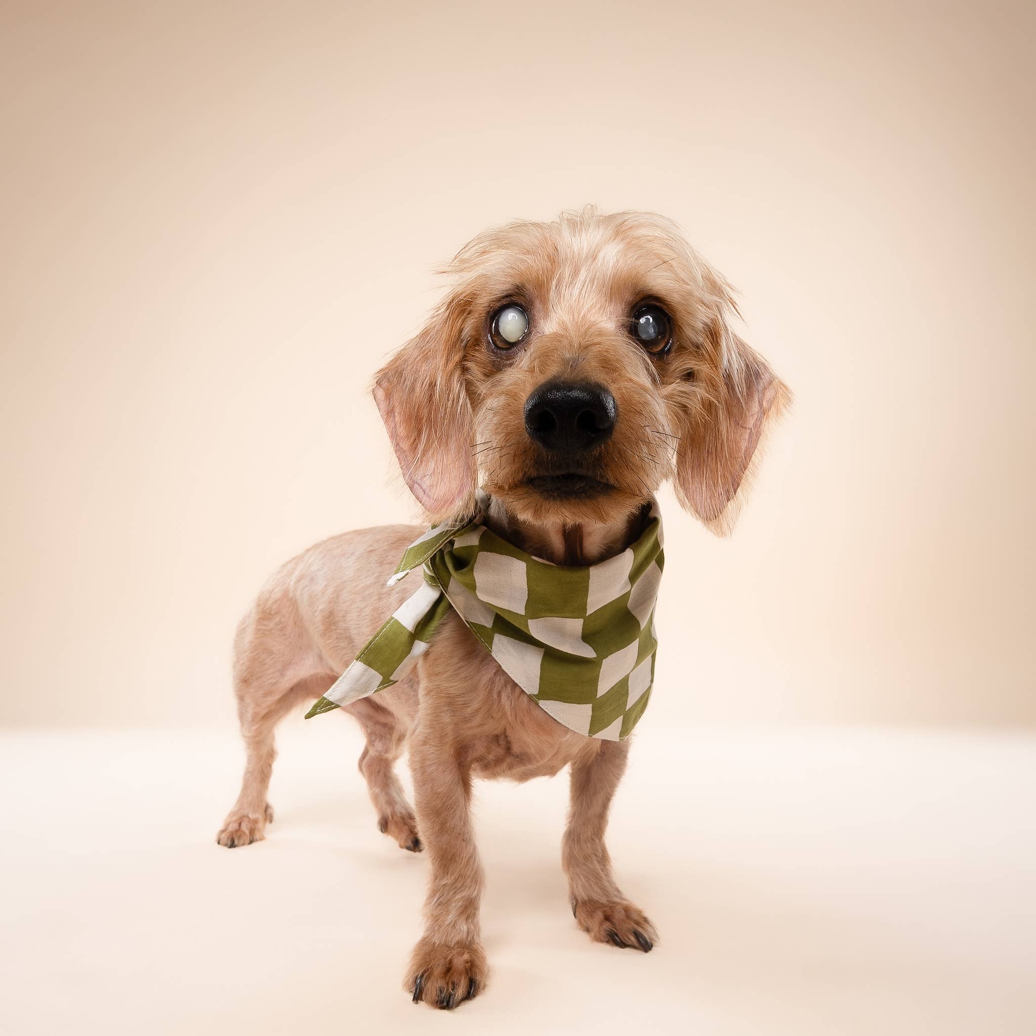 The Paws - Vente Bandana – chien - Bandana pour chien à motif damier Guacamole3