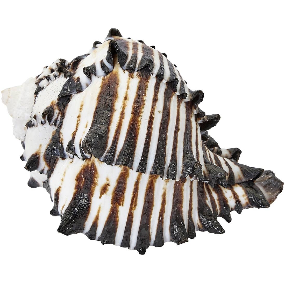 HS Seashells - Wholesale Decorative Tabletop Object - Black Murex 2-3"3