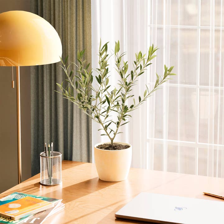 Lively Root - Wholesale Live Plant - Indoor Olive Tree20