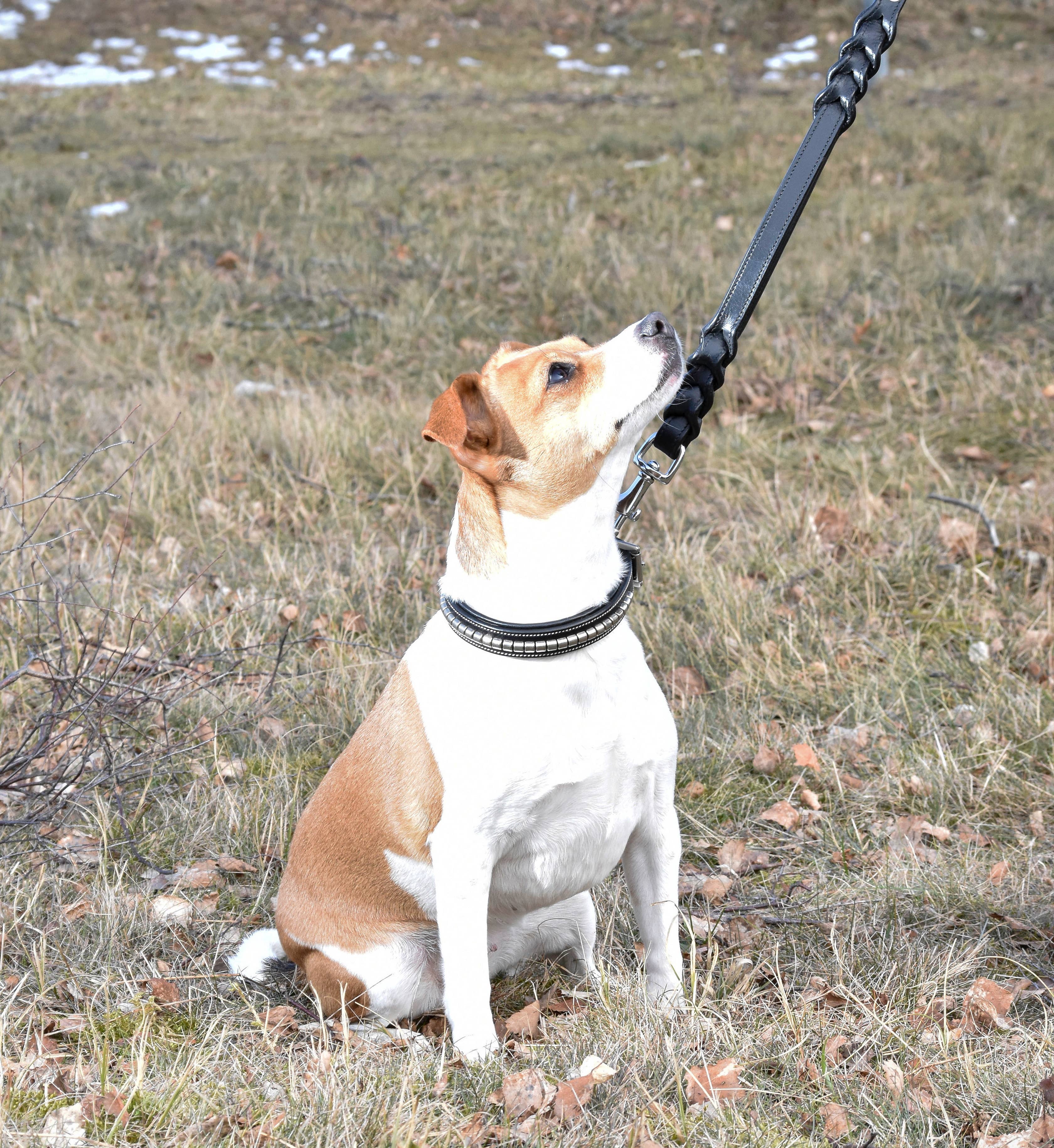 EPONIA EQUESTRIAN LIFESTYLE – coleira - Cão por atacado – Conjunto de coleira e coleira para cães com clincher decorativo4