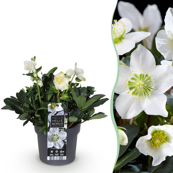 Rosa-do-natal Helleborus niger Christmas Carol – 17cm de altura aprox. 35cm – Sempre-verde e floresce no inverno – Flores brancas para canteiro, varanda, terraço – Planta perene de inverno fácil de cuidar e robusta por atacado de Oasis of Life