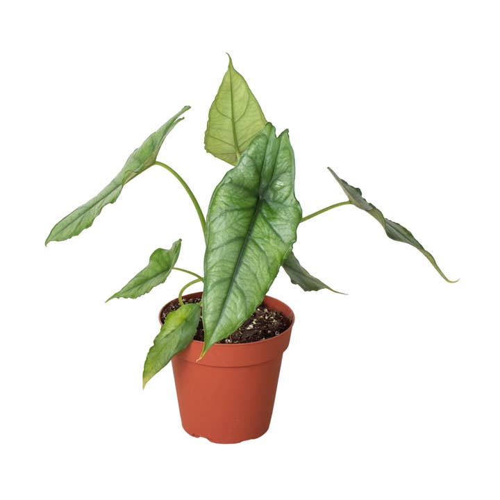 Alocasia 'Dragons Breath' for wholesale by House Plant Wholesale