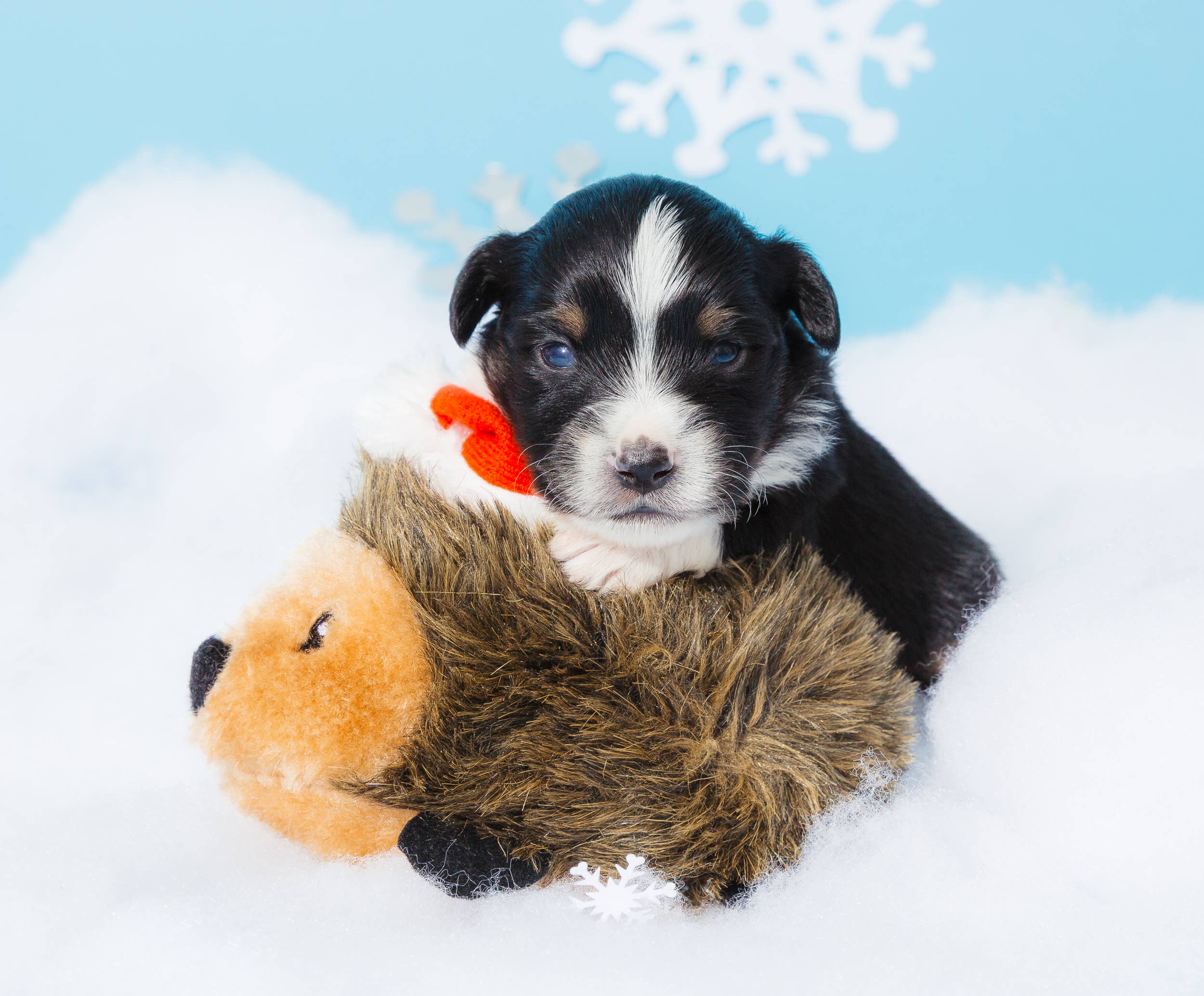 ZippyPaws – Großhandel Plüschtier – Hund – Holiday Hedgehog – Weihnachtsspielzeug für Hunde3