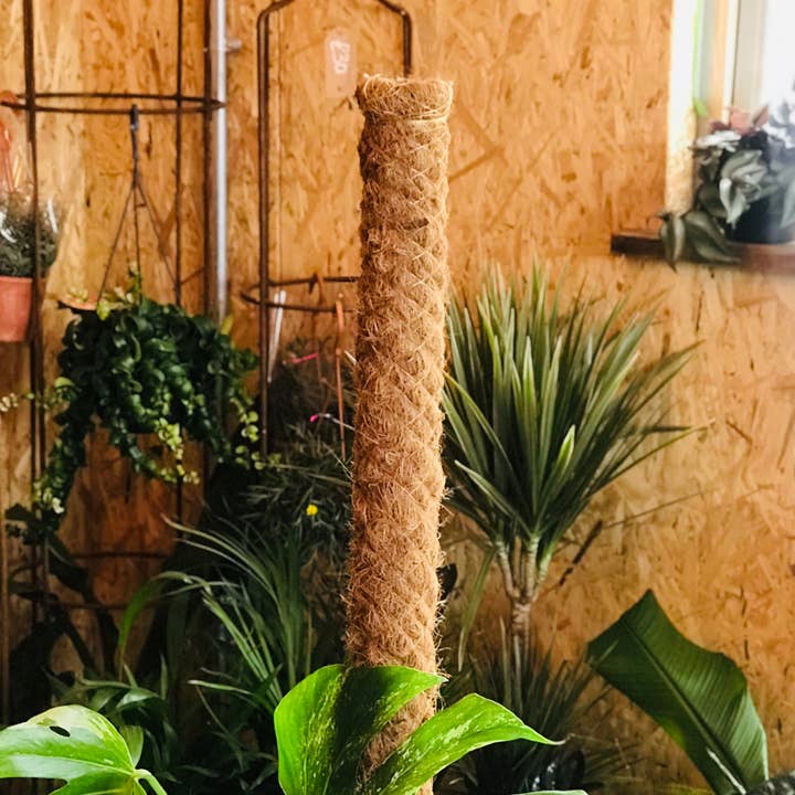 Moss Pole, 80cm For providing Indoor Plants with Structure for wholesale by L V Bespoke
