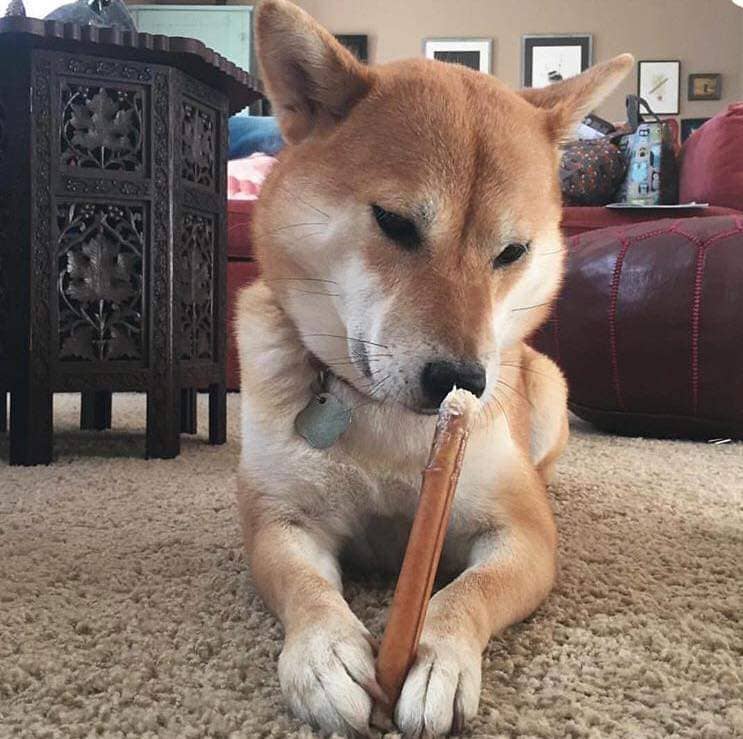 Dibo Pet Foods - Wholesale Pet Treats - Dog - Bully Stick – Low Odor Pizzle – STANDARD - 6"7