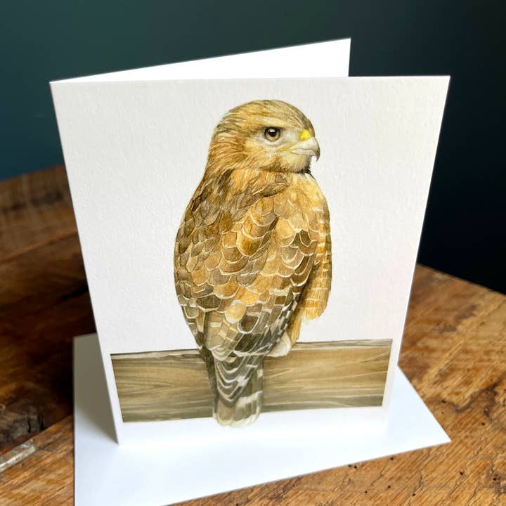 Amy Shawley Paquette - Wholesale Stationery/Notecard Set - Red-shouldered Hawk - Blank Note Card1
