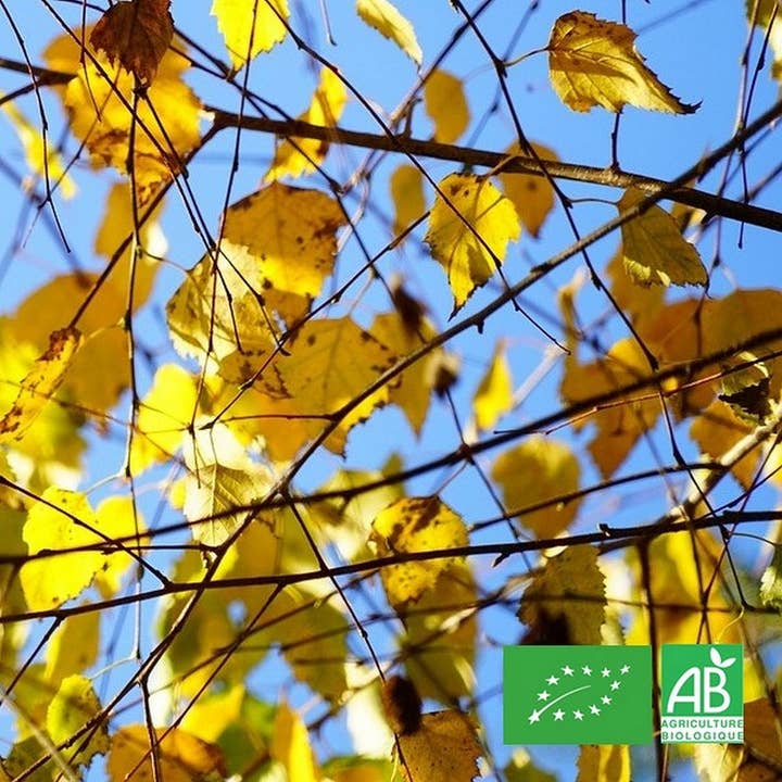 Le Cabri D'Or - Wholesale Plant (geen vetplant) - Biologische berk - schors