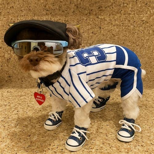 AllDogBoots – Großhandel Haustierstiefel – Hund – Zoomies Hundesneaker im Converse-Stil10