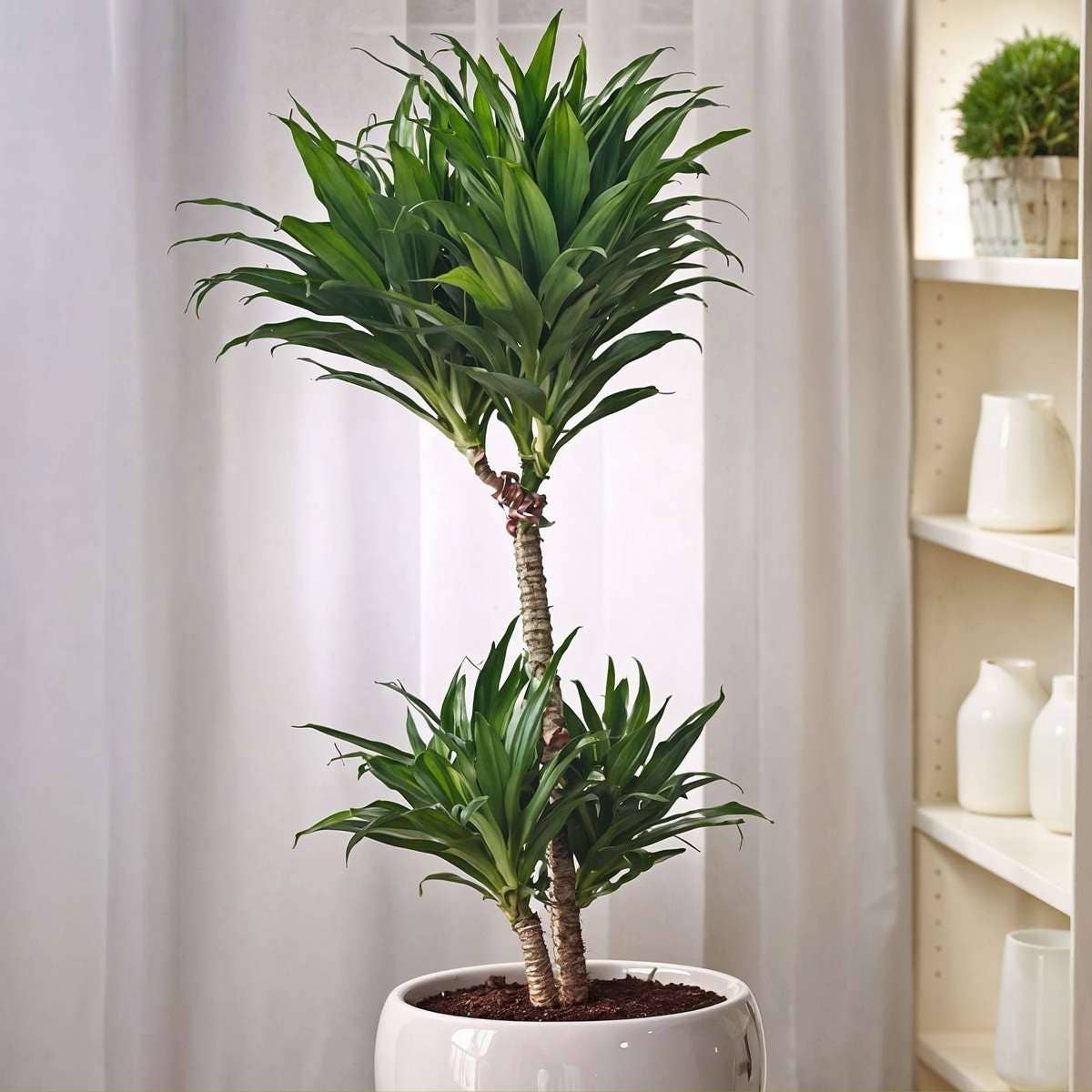 Oasis of Life - Wholesale Live Plant - Dracaena Dragon Tree – 2 Plants – Dracaena Surculosa – Height 50–65cm – Ø17cm – Tropical Houseplants with Dark Green Leaves – Easy Care & Air Purifying – For Living Room & Office2