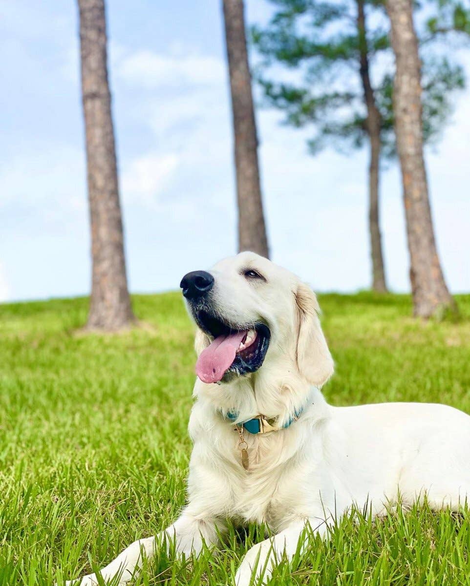 Pink Papyrus | Premium, Durable, & Stylish Dog Products - Wholesale Pet Collar - Dog - Hayden Dog Collar | Teal Dog Collar | Dog Collar6