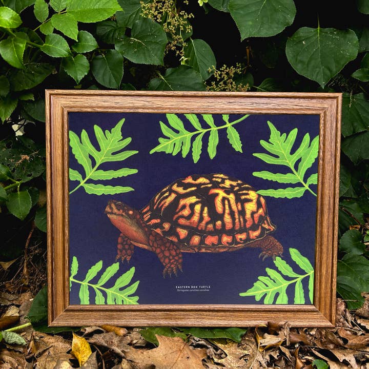 Moss and Mineral - Wholesale Art Print - Eastern Box Turtle, Scientific Illustration Botanical Print4
