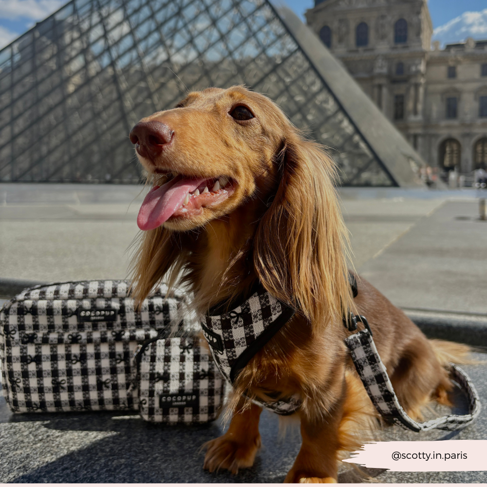 Cocopup London – wholesale Pet harness – Dog – Pup in Paris Adjustable Neck HARNESS13