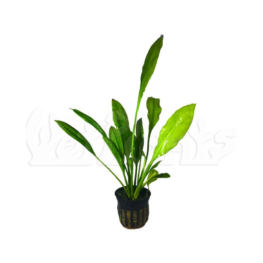 Wetplants - Wholesale Live Plant - Grower's Choice Assorted Aquatic 2" Potted Plants7