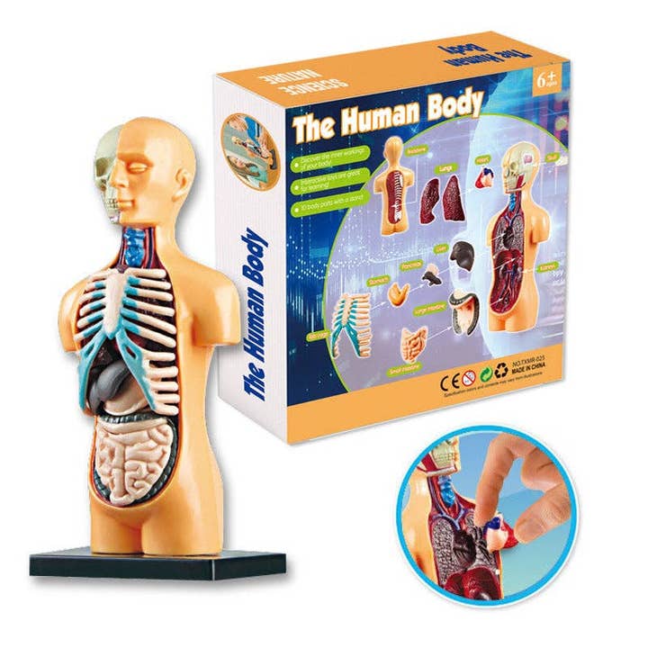 Buddha Yoga – Conjunto de brinquedos - Crianças por atacado – Brinquedo de Ciência de Anatomia Humana & Biologia Halloween