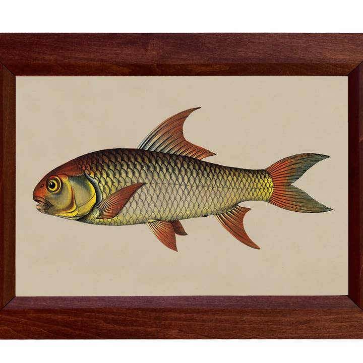 Stampa di Pesci d'Acqua Salata Dietro Vetro, 21,6 cm x 30,5 cm per la vendita all'ingrosso da parte di Madison Bay Co. - Historical Home Decor Reproductions