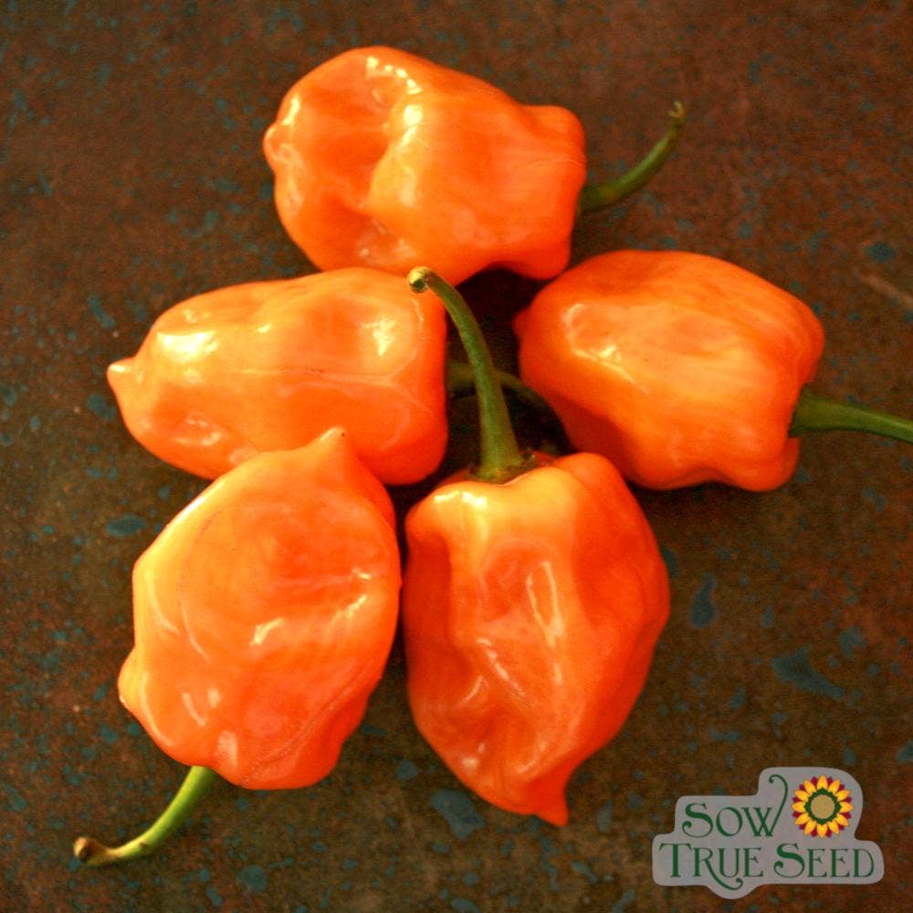 Sow True Seed - Wholesale Plant Seeds - Hot Pepper Seeds - Habanero, Orange3