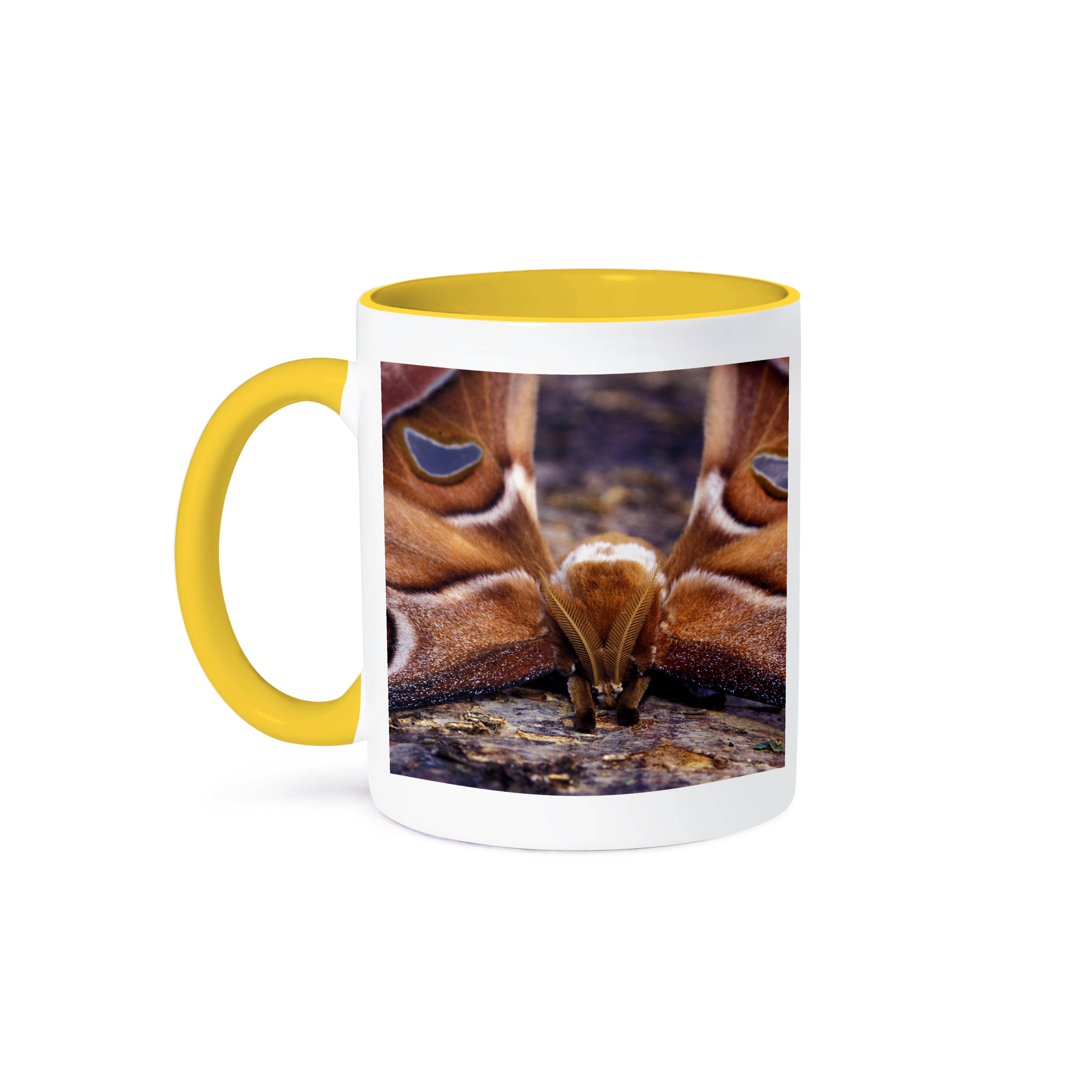 3dRose – wholesale Coffee mug – 3dRose, Papua New Guinea, Atlas Moth insect - OC12 MWE0321 - Michele Westmorland, Mug0