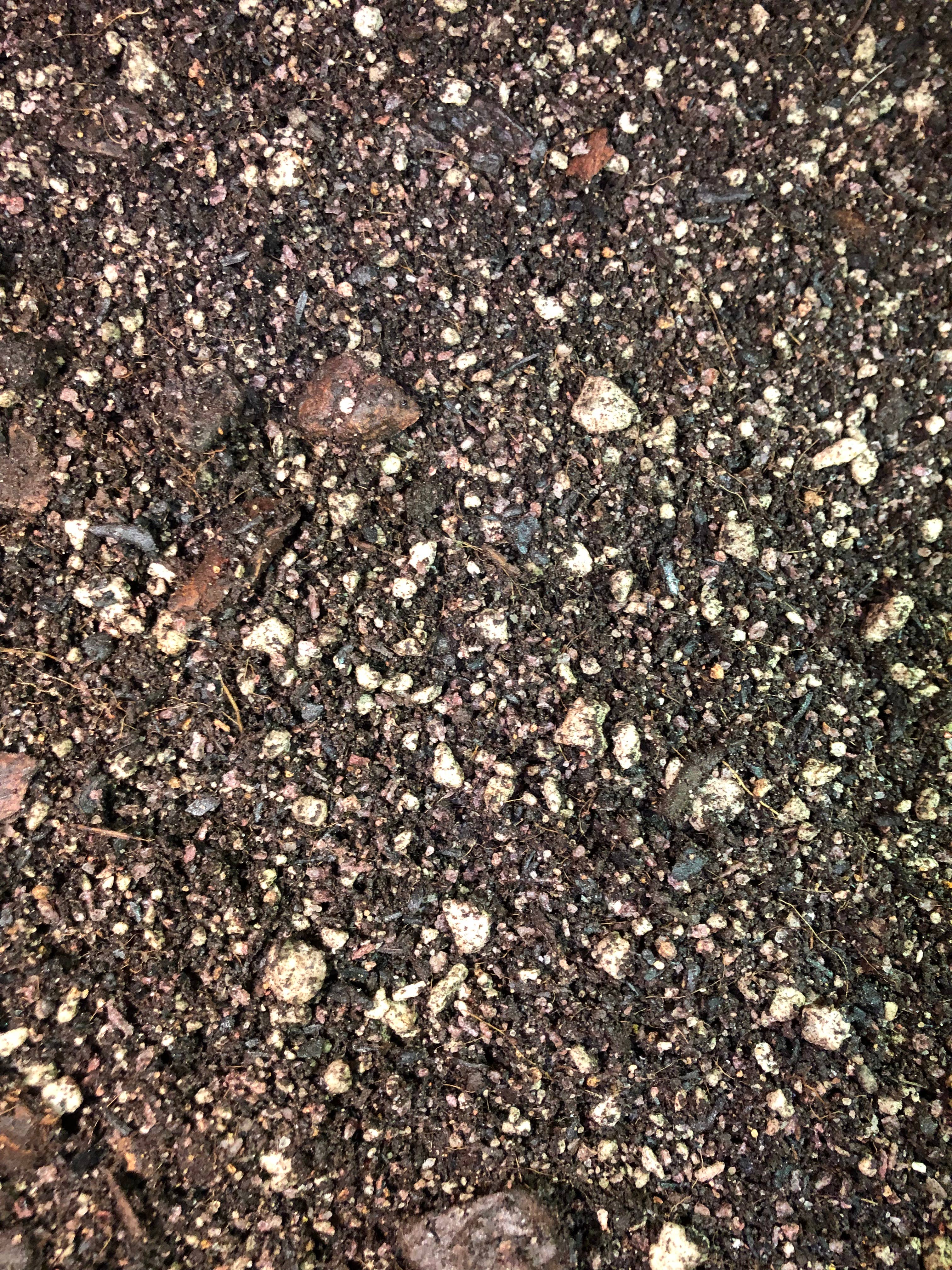 Rooting For You Plant Nursery - Wholesale Planting/Potting Soil - Schefflera Premium Potting Mix2